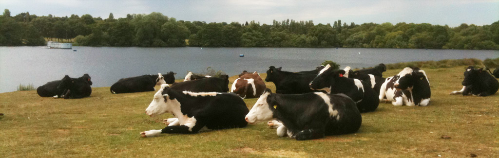 Cows in Sutton Park